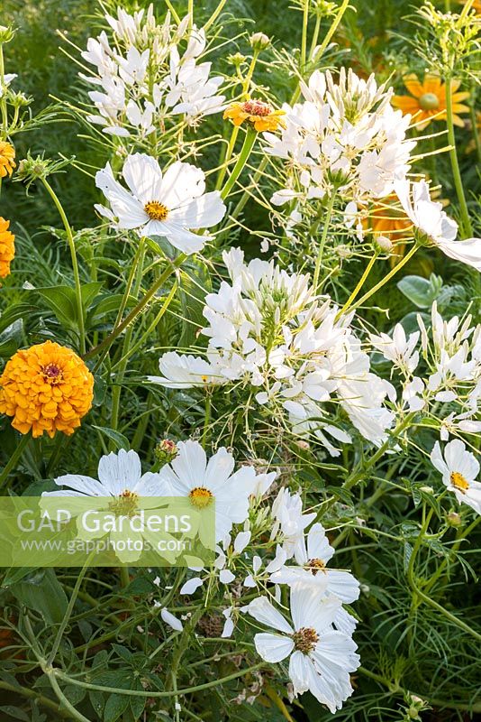 Detail of colour themed yellow, white and orange border with annual flowers and grasses including Cleome 'Sparkler White', cosmos and Zinnia elegans 'Oklahoma Gold'