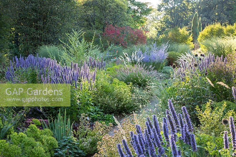Garden path through colour themed violet, yellow and purple border at Weihenstephan Trial Garden with Agastache 'Blue Fortune'