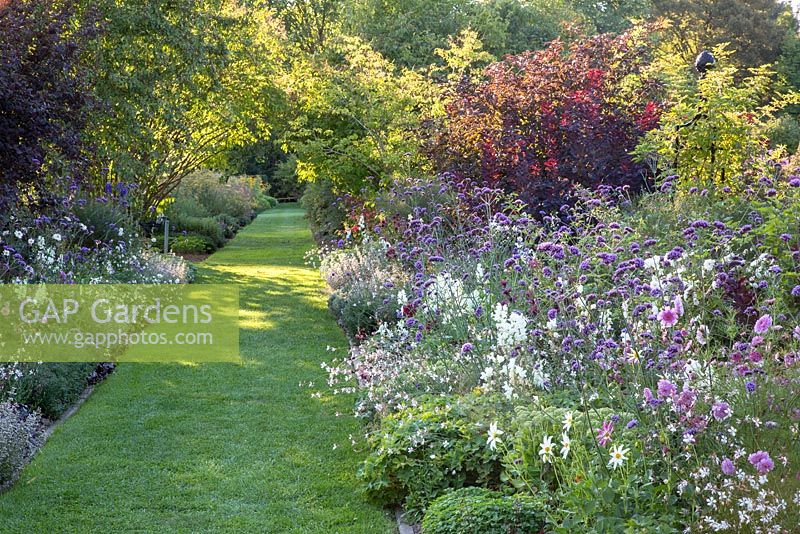 Mown grass path through late summer borders. Dark leaved backdrop of Cotinus in mixed purple borders with shrubs, roses, perennials and annual flowers. 