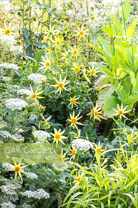 Detail of white and yellow border at Weihenstephan Trial Garden with Dahlia 'Honka Yellow' and Nicotiana