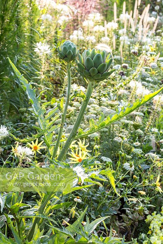 Detail of the white and yellow border  at Weihenstephan Trial Garden with Cynara scolymus, Dahlia 'Honka Yellow', ammi and cleome