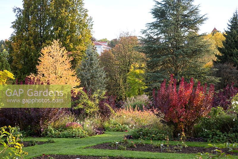 Autumn colour at Weihenstephan Trial Garden with Cotinus cogyggria 'Royal Purple', Cercidiphyllum japonica, Cedrus libanotica, Euphorbia palustris and Miscanthus sinensis