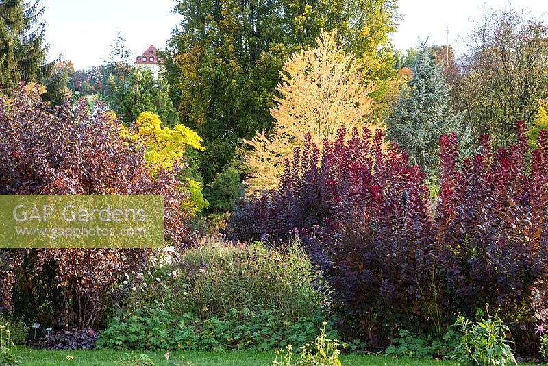 In autumn at Weihenstephan Trial Garden, borders planted with Cotinus coggygria 'Royal Purple', Physocarpus 'Diabolo', Cercidiphyllum japonica