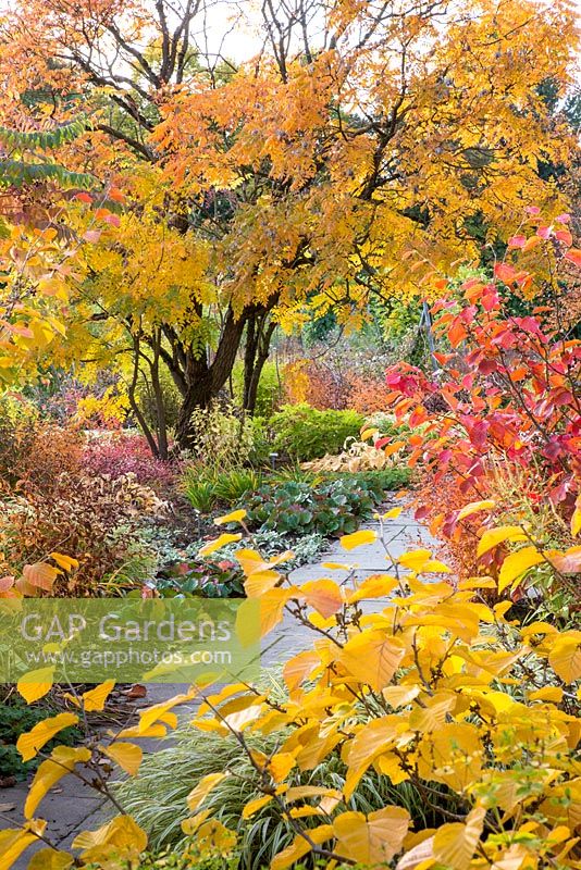 Autumn colours at Weihenstephan Trial Garden with hamamelis, koelreutia, bergenia and Hakonechloa macra 'Aureola' 