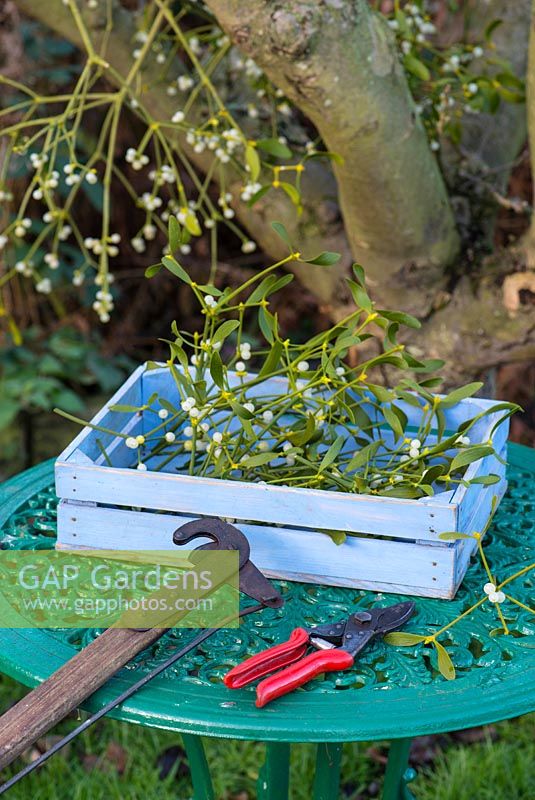 Collecting mistletoe for Christmas decoration, including antique loppers, secateurs and tray of cut mistletoe.