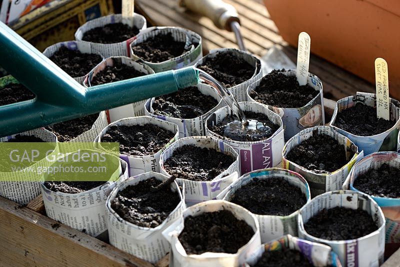 Watering seeds in pots made from newspaper.