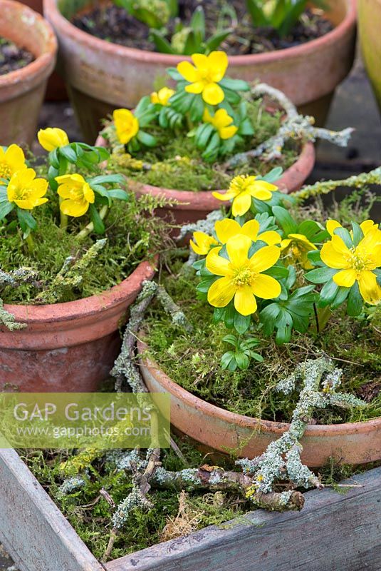 Eranthis hyemalis - Winter aconite, in terracotta pots with decorative moss and lichen covered twigs