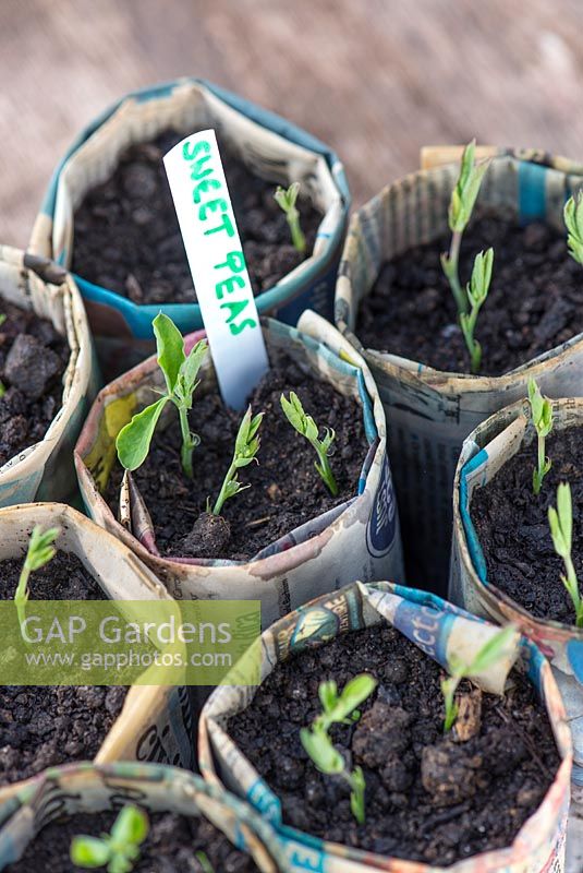 Sweet pea - Lathyrus odoratus, February sown seedlings in newspaper pots.