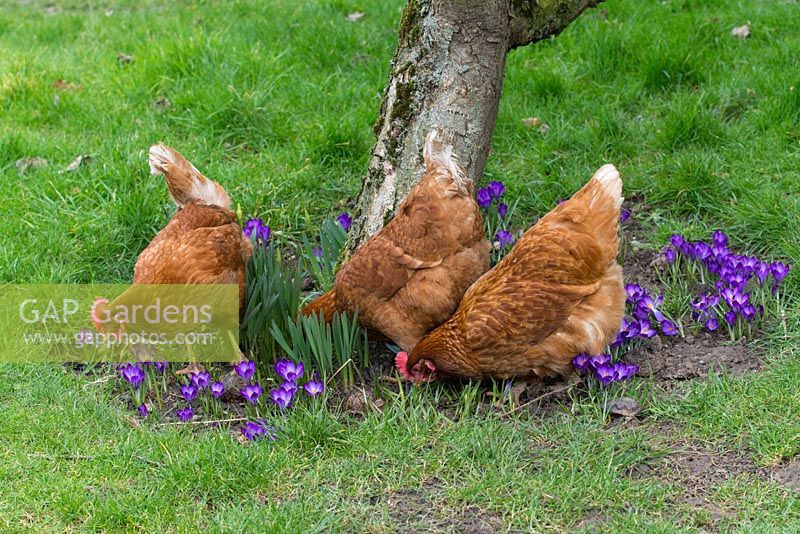 Domestic hybrid hens foraging amongst crocus blooms under apple tree