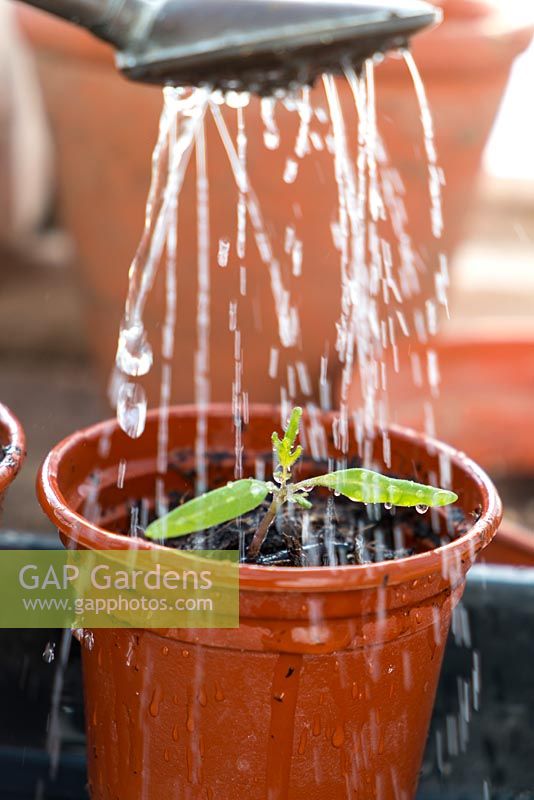 Watering in a freshly transplanted tomato seedling.
