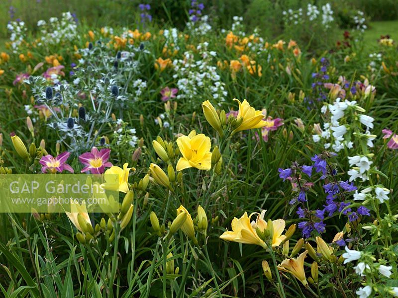 Multi-coloured beds of Hemerocallis with  blue and white Campanula and Eryngium.