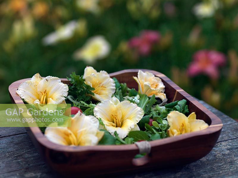 Hemerocallis flowers are edible, tasting like sweet lettuce, a perfect accompaniment to any salad.