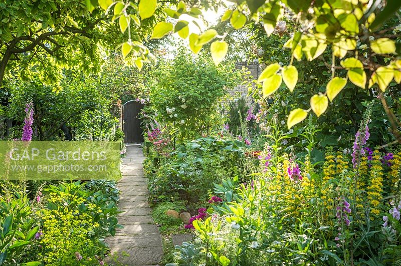 View along path to gate in Cottage garden in summer. Foxgloves, Lysimachia punctata, sweet williams, roses and ferns