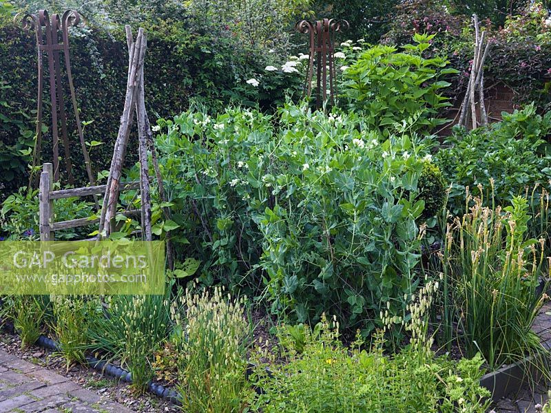 Potager of herbs, sweet peas on wigwams, peas supported on twigs and edging of chives, oregano and Briza maxima.