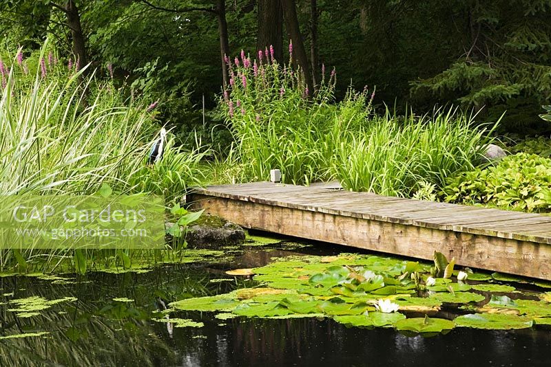 Footbridge over pond with white Nympahea - Waterlilies, Typha latifolia - Common Cattails, Miscanthus - Ornamental Grass plants and purple Lythrum salicaria - Loosestrife