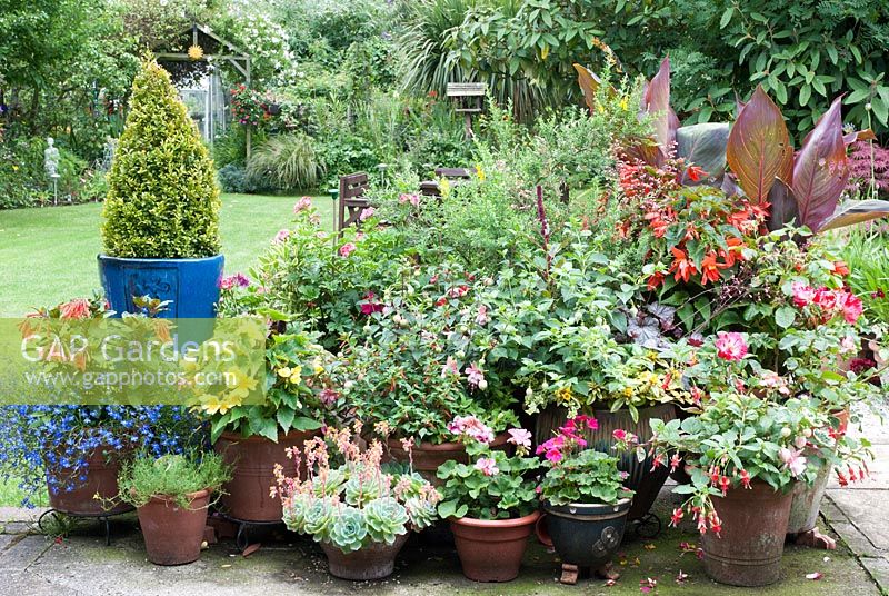 Patio with pots of Canna, Begonia, Fuchsia, Rosa, Pelargonium, Sempervivum and pyramid of Buxus sempervirens in blue glazed pot 