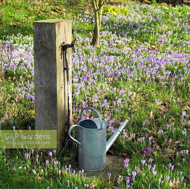 Tap mounted on old oak post and watering can stand on the verge of a carpet of Crocus tommasinianus and snowdrops thriving in deciduous woodland.