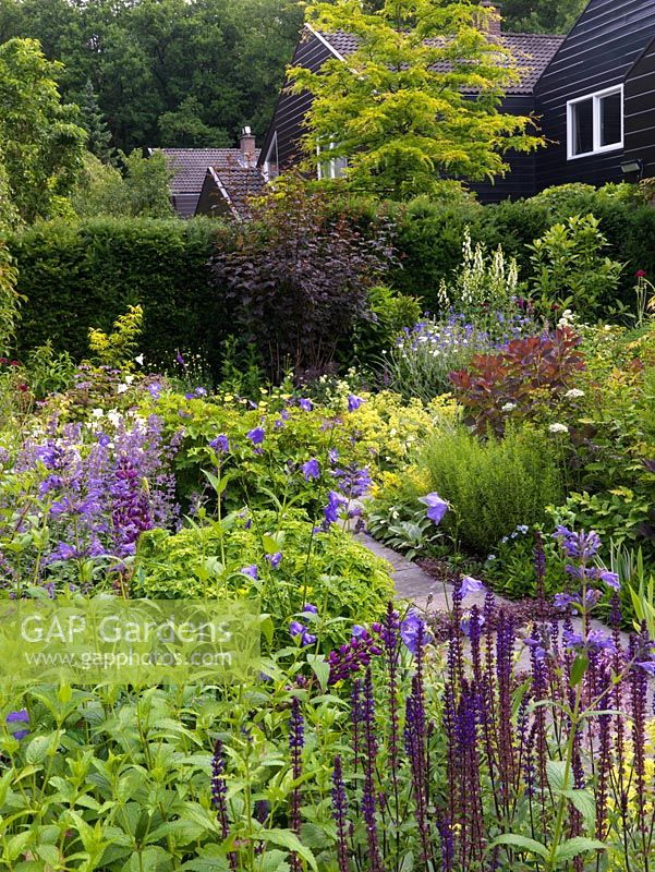 View across tiny garden, over purple cotinus and lupin, blue salvia, campanula, hardy geranium and catmint, to long border with dark leaved Physocarpus opulifolius Diabolo.