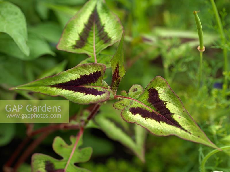 Persicaria runcinata, bistort, a herbaceous perennial with ornamental, heart-shaped  leaves.