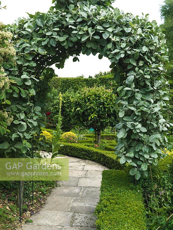 Arch of whitebeam - Sorbus aria Lutescens, frames view of potager with clipped standard medlars in box-edged beds of herbs, violas, roses, sweet peas and vegetables.