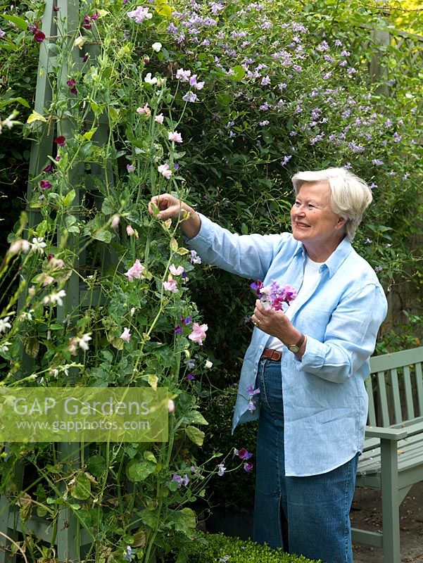 Esme Auer picks sweet peas growing up an obelisk.  Esme grows heirloom Lathyrus odoratus varieties - 'Painted Lady', 'Matucana', 'Lord Nelson'. Picotee variety - 'Anniversary'.