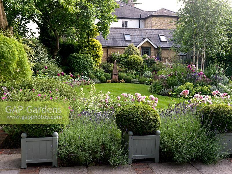 Small town garden. View over box in pots, Lavandula angustifolia 'Hidcote', Rosa 'Portmeirion'
