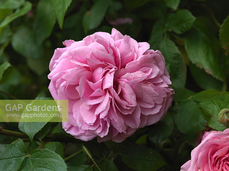 Rosa 'Gertrude Jekyll', shrub rose with lovely, fragrant, double pink flowers from summer.