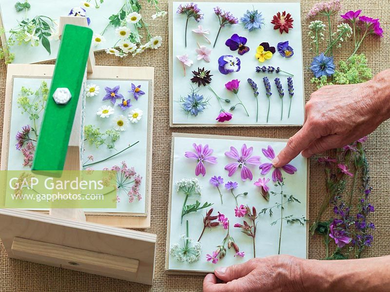 Step-by-step demonstration of pressing flowers. Ideal flowers include pink mallow, ragged robin, lavender, love-in-the-mist, violas, Verbena bonariensis, hardy geraniums, alchemilla, pimpinella, valerian and feverfew. Press each gently onto the paper.