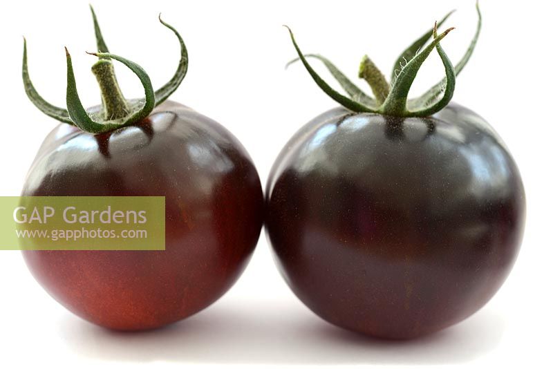Solanum lycopersicum 'Indigo Rose' - Tomato  syn. Lycopersicon esculentum 