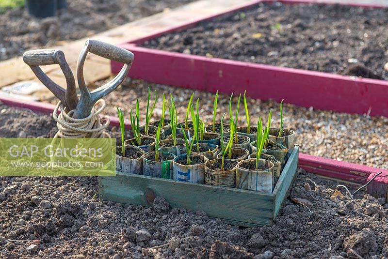 Garlic plants grown in homemade newspaper pots, ready for planting into small raised beds. England, March.