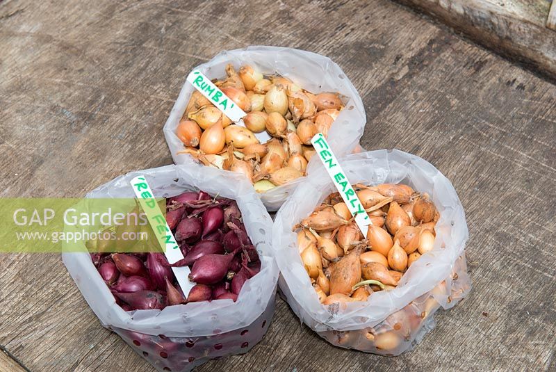 Online purchased Onion sets ready for planting, Marshalls 'Rumba', 'Fen Early' and 'Red Fen'.