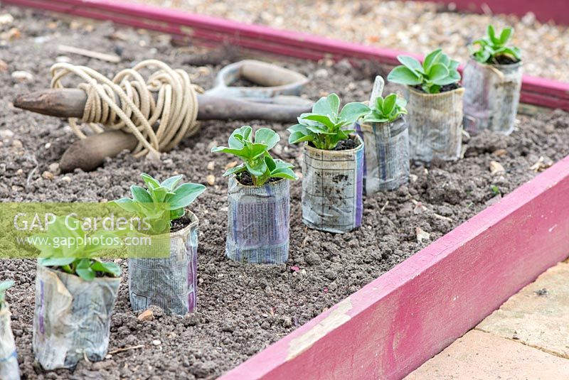 Broad bean plants, 'Greeny', grown in newspaper pots, ready for transplanting into raised beds.