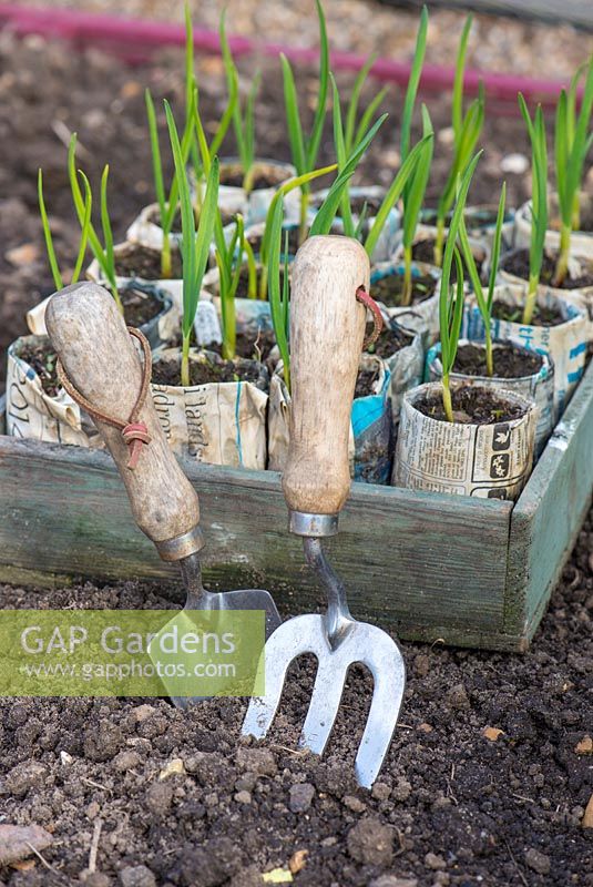 Garlic plants, 'Solent Wight', ready to transplant, cloves grown in newspaper pots with hand trowel and fork .