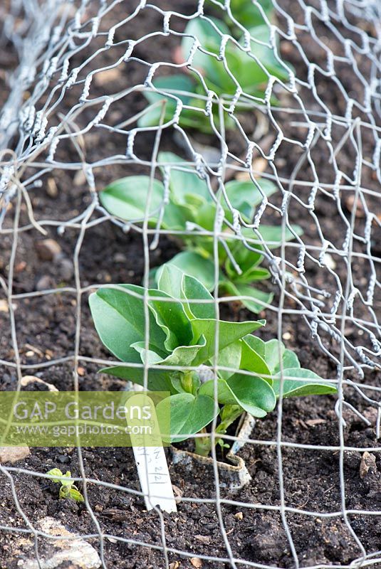 Young broad bean plants, 'Greeny', under protective wire netting.