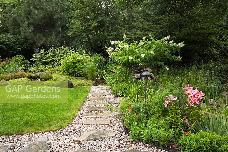 Flagstone and gravel path next to border with pink and red Lilium - Lily flowers and white flowering Rodgersia deciduous tree in residential backyard garden in summer