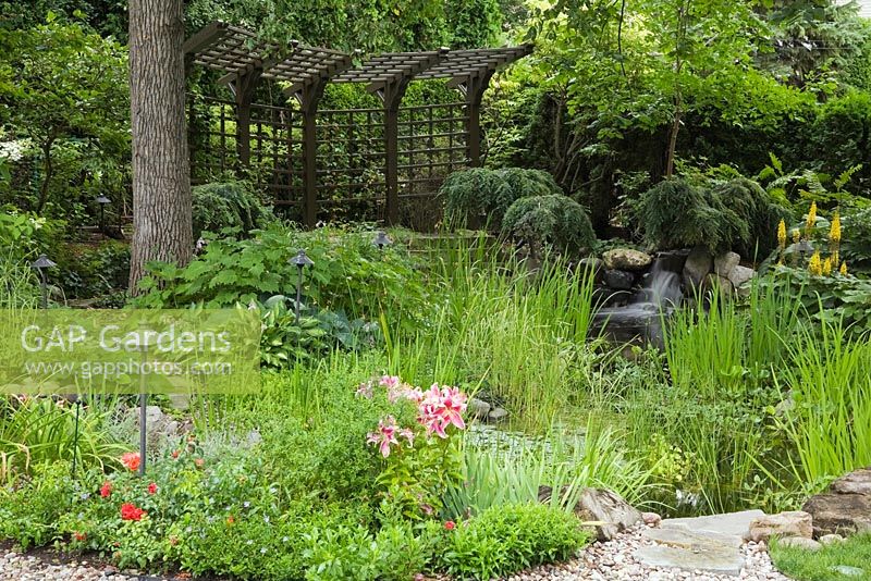 Brown painted wooden pergola and pond with Typha latifolia - Common Cattails and Nymphaea - Water Lilies bordered by red and pink Lilium, Hosta plants and  yellow Ligularia 'The Rocket' flowers in residential backyard garden in summer