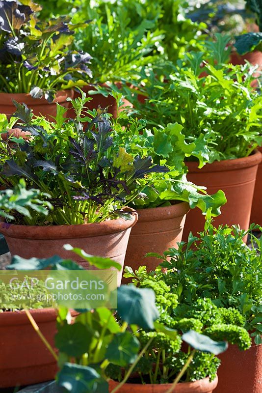 Spring Salad Leaf Vegetables in terracotta clay pots - chives, parsley, kale, spinach, lettuce, endive and rocket 
