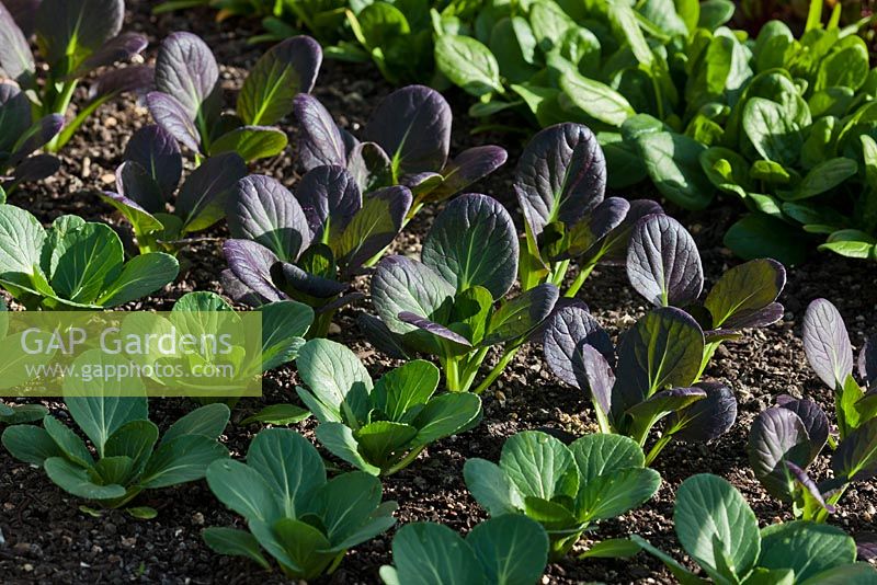 Brassica rapa, subspecies pekinensis Pak Choi, Green and Purple Chinese cabbage
