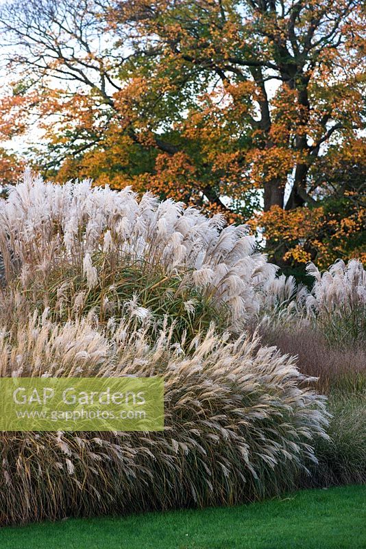 Miscanthus sinensis 'Little Kitten', 'Silberspinne' and 'Variegatus'. 'Cabaret' with Acer opalus at the back