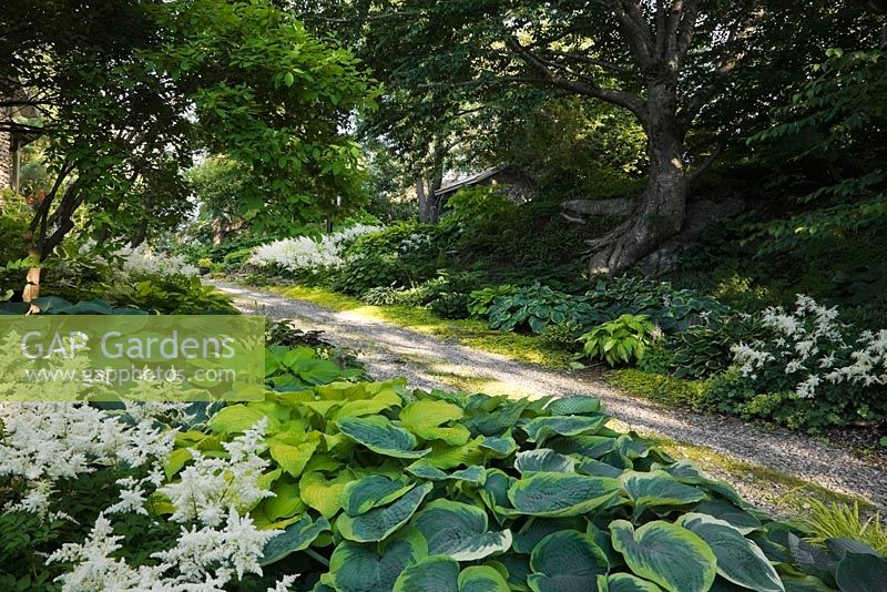 Gravel path through borders with white Astilbe arendsii 'Weisse Gloria', Hosta 'Sagae', 'Piedmont Gold', 'Blue Angel', 'Frances William', 'Patriot', 'Pizzazz', 'Pineapple Upsidedown Cake', 'Halcyon', 'Bressingham Blue', 'On Stage', Betula alleghaniensis - Yellow Birch tree in private backyard garden in summer
