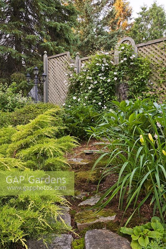 Flagstone path covered with Bryophyta - Green Moss and bordered by Juniperus chinensis 'Gold Lace' - Chinese Juniper, Hemerocallis and white Clematis 'Huldine' on wooden lattice fence in the background in private backyard garden in summer