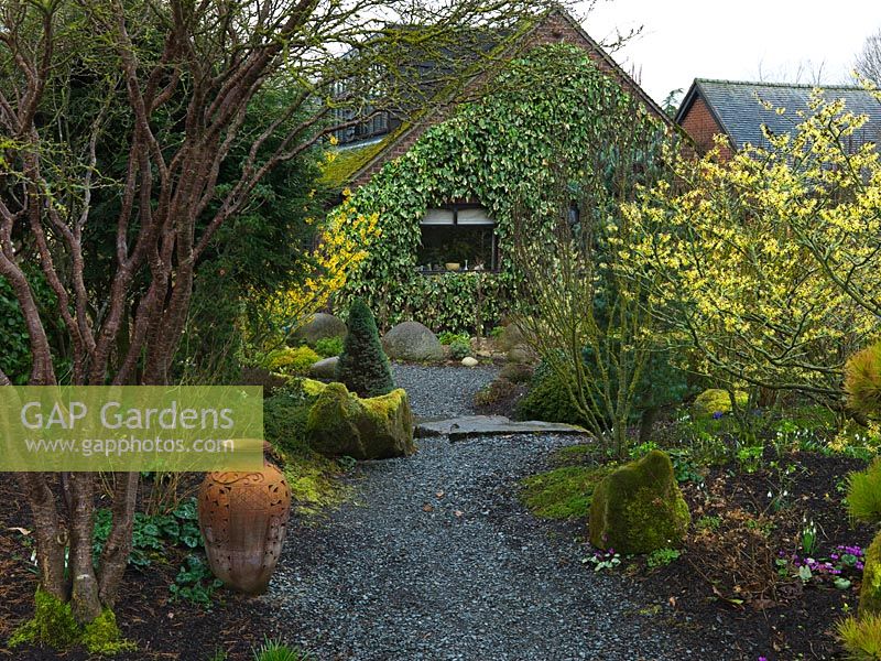 The view along a slate path in an attractive winter garden. Interest is provided by small conifers, evergreens and large stones. Hamamellis 'Barmstedt Gold'