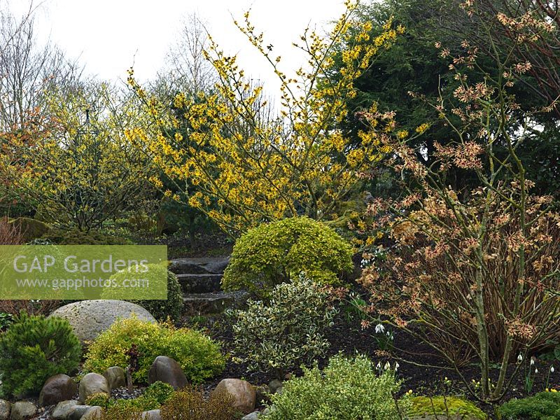 An attractive winter garden with structure provided by small conifers, topiarised evergreens and large smooth stones. Colour is provided by Hamamellis varieties Barmstedt Gold, Arnold's promise and Strawberries and Cream.