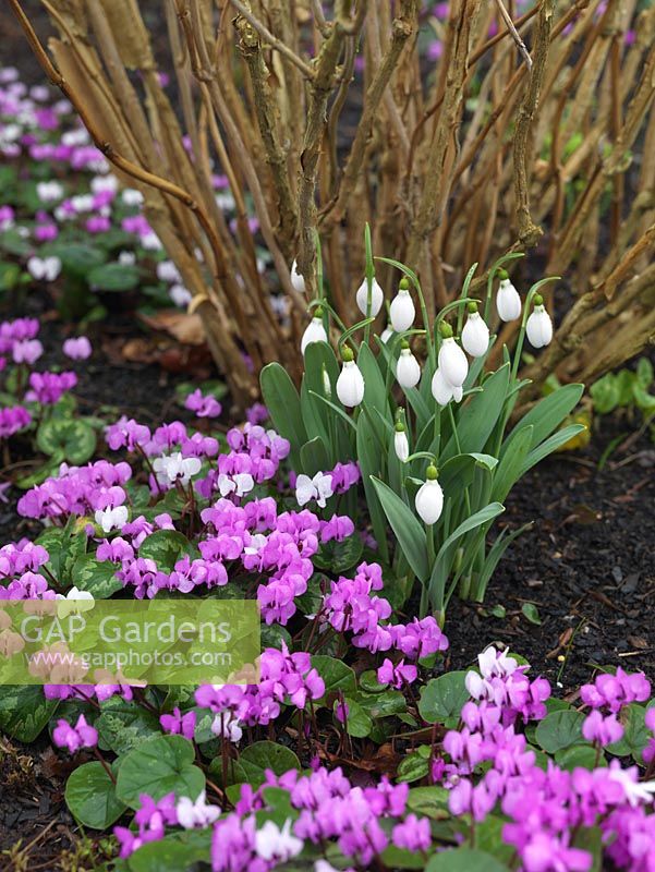 A late winter and early spring combination of snowdrops and cyclamen.