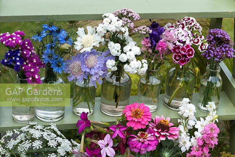 Cut flowers grown in the garden, left to right, including statice, love-in-the-mist, scabious, achillea, clary sage, sweet William, Verbena bonariensis 