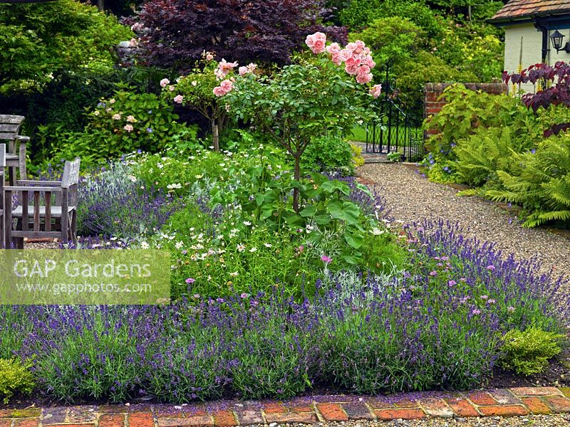 Walled garden with parterre of four square beds, each filled with a pink standard rose, cosmos, argyranthemum and verbena, and edged in Lavandula Hidcote.