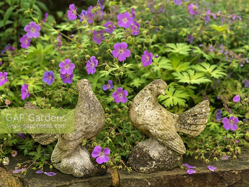 Two stone doves sit on wall backed by hardy geranium.