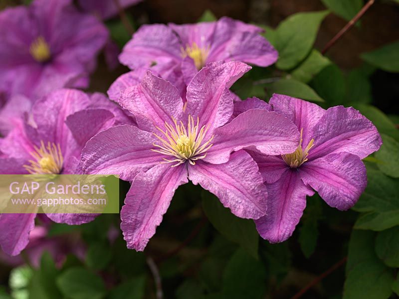 Clematis Comtesse de Bouchaud, a large flowered pink clematis flowering in summer.