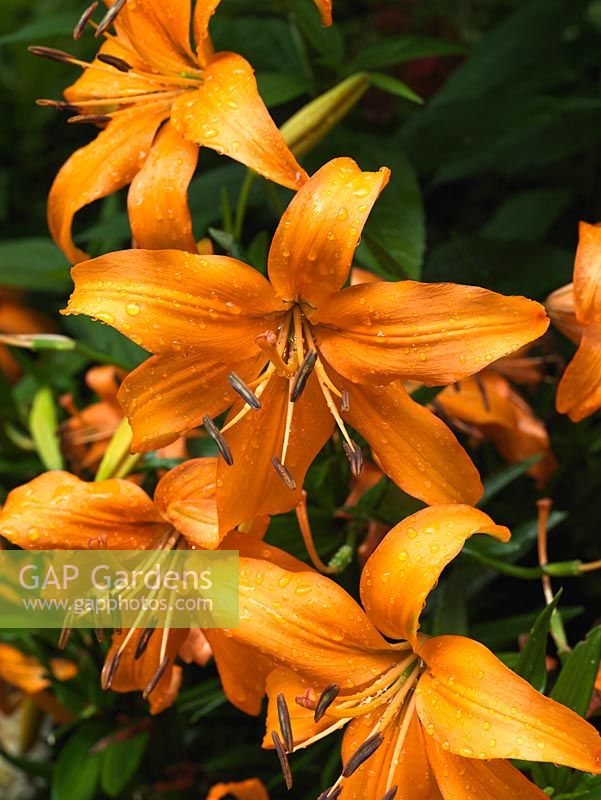Lilium orientale - An orange oriental hybrid lily.