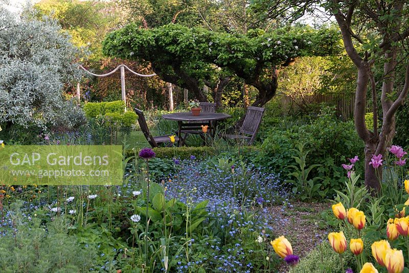 An old apple tree creates a natural canopy over a table and chairs, in a secluded corner. Seen over a parterre formed from low-growing box and teucrium hedges, and filled with allium, tulips, geums, euphorbia, centaurea and forget-me-nots.